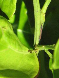            First year twig (Winter Haven, FL)   