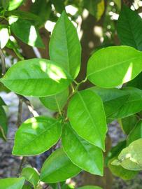              Shade leaves (Winter Haven, FL)       