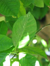              Unifoliolate leaf (Winter Haven, FL)       