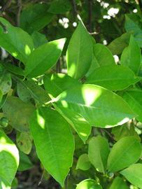              Shade leaves (Winter Haven, FL)       