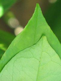              Margin (Winter Haven, FL)       