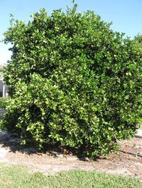              Habit (Winter Haven, FL)       