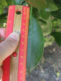              Unifoliolate leaf (Winter Haven, FL)       