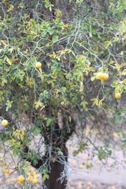            Habit (Riverside, CA)   