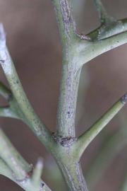              Second - third year twig (Riverside, CA)       