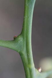              First year twig (Riverside, CA)       