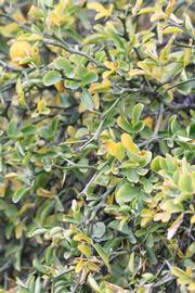            Sun leaves (Riverside, CA)   