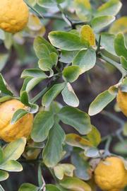            Sun leaves (Riverside, CA)   