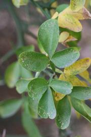            Sun leaves (Riverside, CA)   