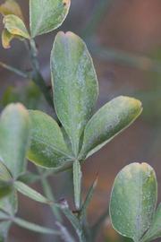              Trifoliolate leaf (Riverside, CA)       