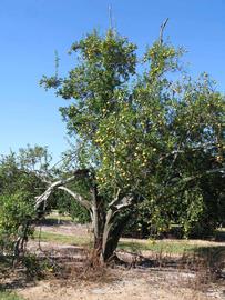            Habit (Winter Haven, FL)   