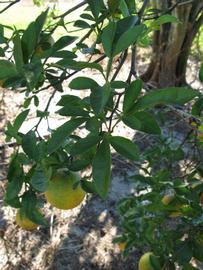              Shade leaves (Winter Haven, FL)       