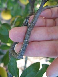              Second - third year twig (Winter Haven, FL)       