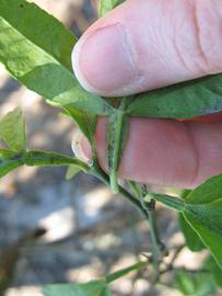              Petiole (Winter Haven, FL)       