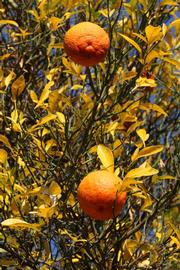            Fruit (Riverside, CA)   