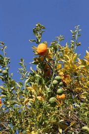            Fruit (Riverside, CA)   