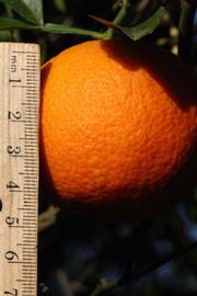            Fruit (Riverside, CA)   