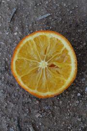            Fruit cross-section (Riverside, CA)   