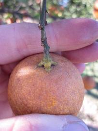            Fruit (Winter Haven, FL)   