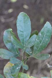              Trifoliolate leaf (Riverside, CA)       