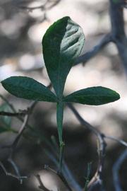              Trifoliolate leaf (Riverside, CA)       