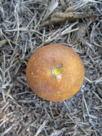            Fruit (Winter Haven, FL)   