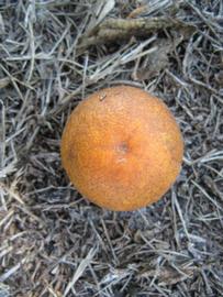            Fruit (Winter Haven, FL)   