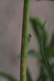              First year twig (SRA 63, Riverside, CA)       