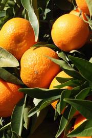              Fruit (SRA 63, Riverside, CA)       