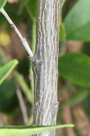              Second - third year twig (SRA 92, Riverside, CA)       