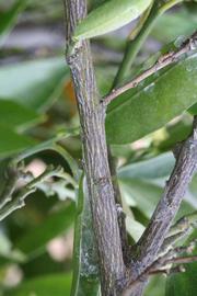              Second - third year twig (SRA 92, Riverside, CA)       