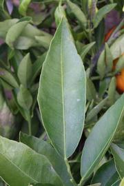              Unifoliolate leaf (SRA 92, Riverside, CA)       