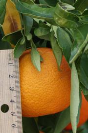              Fruit (SRA 92, Riverside, CA)       