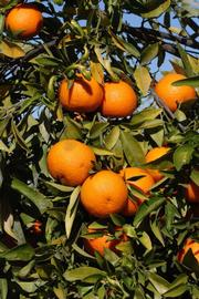              Fruit (SRA 92, Riverside, CA)       