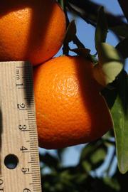              Fruit (SRA 92, Riverside, CA)       