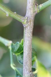                Second - third year twig (S-1, Riverside, CA)       