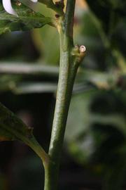                First year twig (S-1, Riverside, CA)       