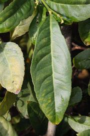                Unifoliolate leaf (S-1, Riverside, CA)       