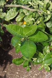              Sun leaves (S-1, Riverside, CA)   