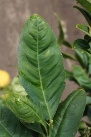                Unifoliolate leaf (S-1, Riverside, CA)       