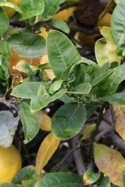              Sun leaves (S-1, Riverside, CA)   