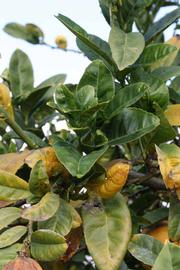              Sun leaves (S-1, Riverside, CA)   