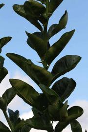              Sun leaves (S-1, Riverside, CA)   