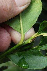                Petiole (S-1, Riverside, CA)       