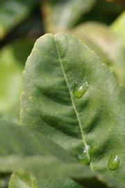                Margin (S-1, Riverside, CA)       