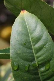                Margin (S-1, Riverside, CA)       