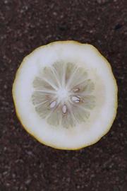                Fruit cross-section (S-1, Riverside,   CA)       
