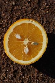            Fruit cross-section (Riverside, CA)   