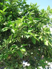              Sun leaves (Winter Haven, FL)       