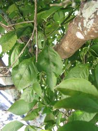              Shade leaves (Winter Haven, FL)       